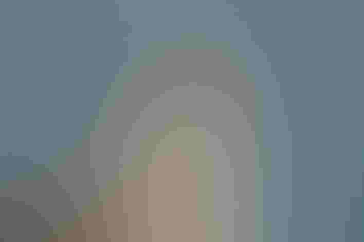 Non-breeding adult. Foto: Aaron Maizlish/Flickr (CC BY NC 2.0)