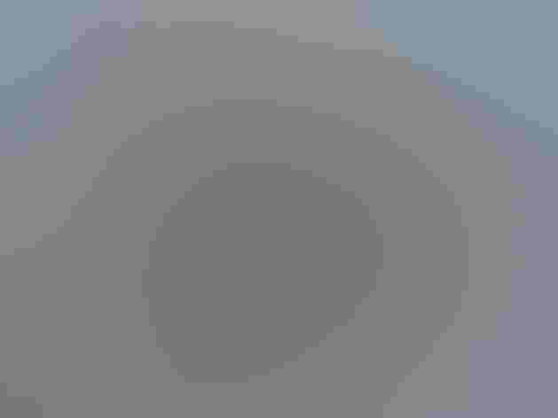 Non-breeding adult. Foto: jmaughn/Flickr (CC BY NC 2.0)