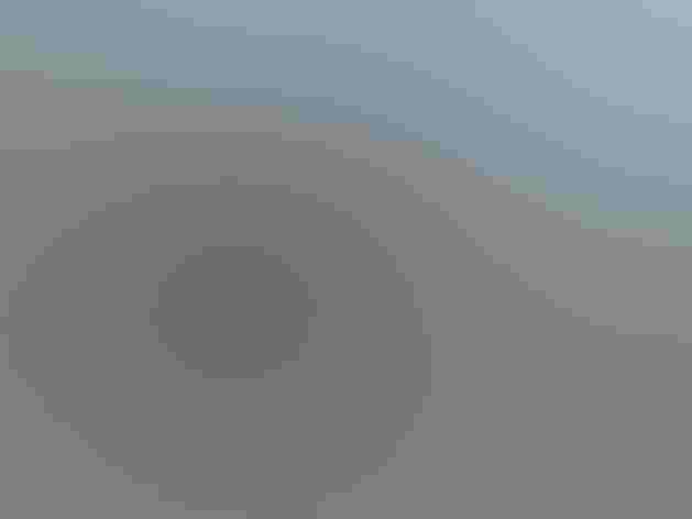 Molting adult. Foto: jmaughn/Flickr (CC BY NC 2.0)