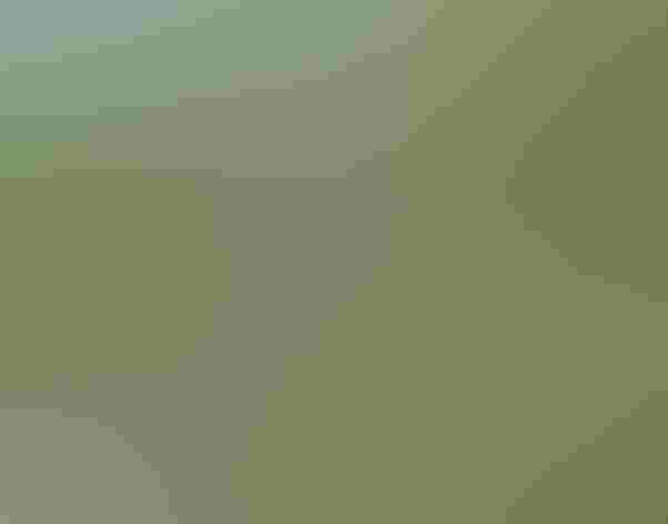 Adult male. Photo: David Larson/Flickr (CC BY NC ND 2.0)