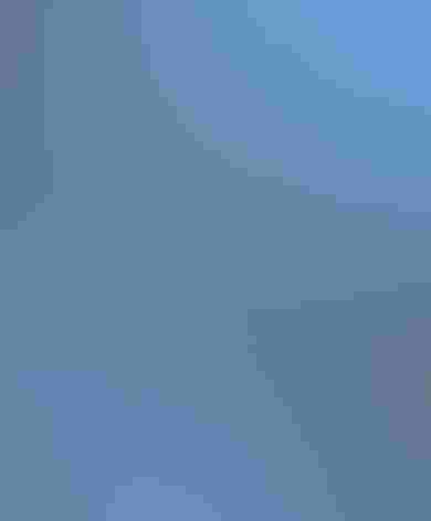 Immature male. Photo: Tom Benson/Flickr (CC BY NC ND 2.0)