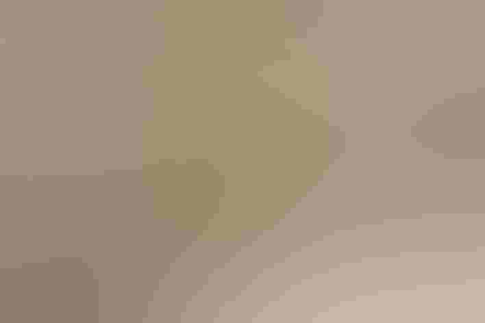 Adult female. Photo: Eric Ellingson/Flickr (CC BY NC ND 2.0)