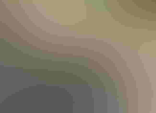 Adult female. Photo: Andy Reago and Chrissy McClarren/Flickr (CC BY 2.0)