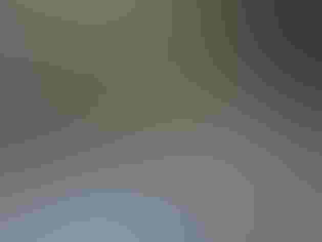 Adult female. Photo: Andy Reago and Chrissy McClarren/Flickr (CC BY 2.0)