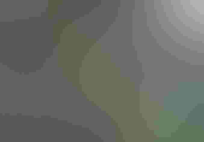 Immature. Foto: Tom Benson/Flickr (CC BY-NC-ND-2.0)