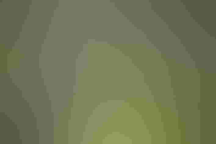 Female or immature. Foto: Becky Mastubara/Flickr (CC BY-2.0)