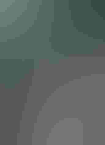 Adult female. Photo: Felix Uribe/Flickr (CC BY-SA-2.0)