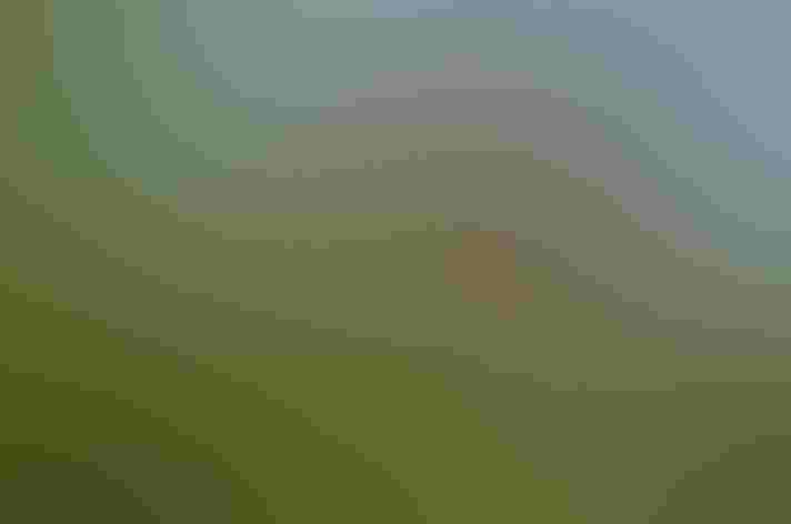 Adult female. Photo: Rafael Martos Martins/Shutterstock