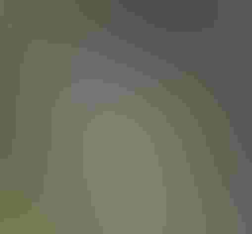 Adult. Photo: Tom Benson/Flickr (CC BY-NC-ND 2.0)