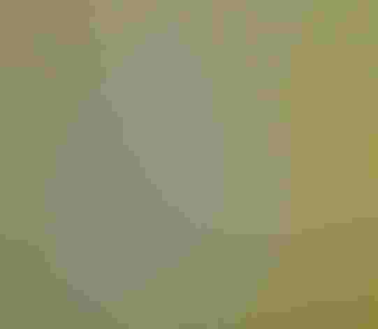 Adult. Photo: Tom Benson/Flickr (CC BY-NC-ND 2.0)