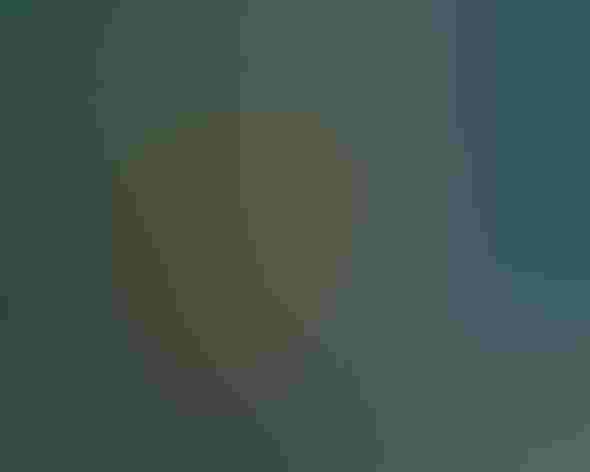 Adult. Photo: Carol Foil/Flickr (CC BY-NC-ND 2.0)