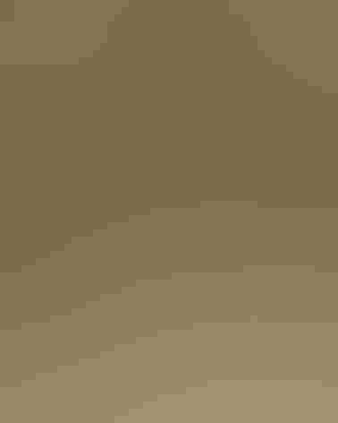 Adult. Photo: JH Williams/iStock