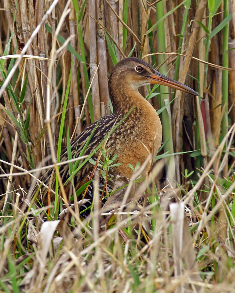 King Rail | Audubon Field Guide