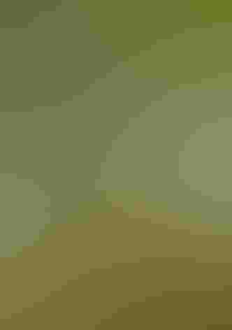 Adult. Photo: Tom Benson/Flickr (CC BY-NC-ND-2.0)