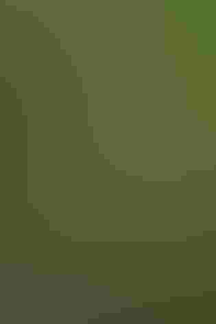 Adult. Photo: Francesco Veronesi/Flickr (CC BY-SA-2.0)