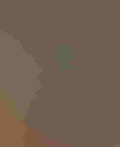 Breeding adult male. Photo: Doug Greenberg/Flickr (CC BY-NC-2.0)