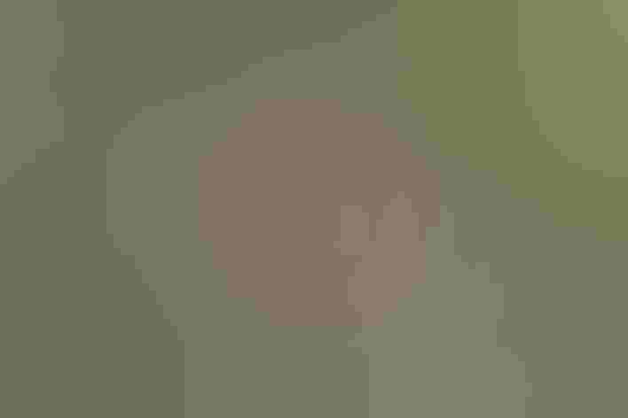 Adult female. Photo: Brian E. Small/Alamy