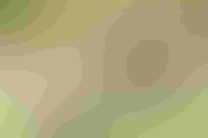 Adult. Photo: Kelly Colgan Azar/Flickr (CC BY-ND-2.0)