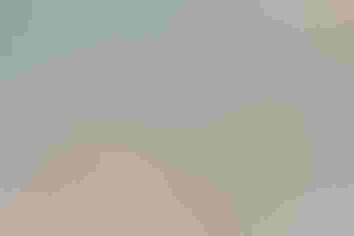 Adult. Photo: Claudine Lamothe/Flickr (CC BY-NC-2.0)