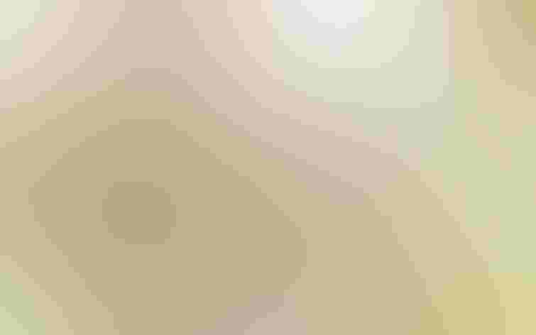 Adult. Photo: Fyn Kynd/Flickr (CC BY-2.0)