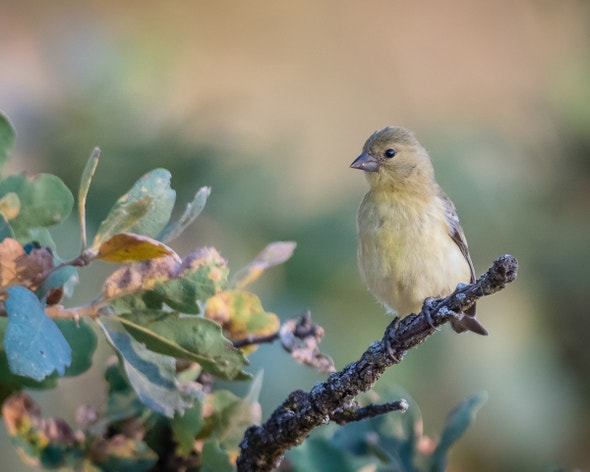 Lesser Goldfinch | Audubon Field Guide