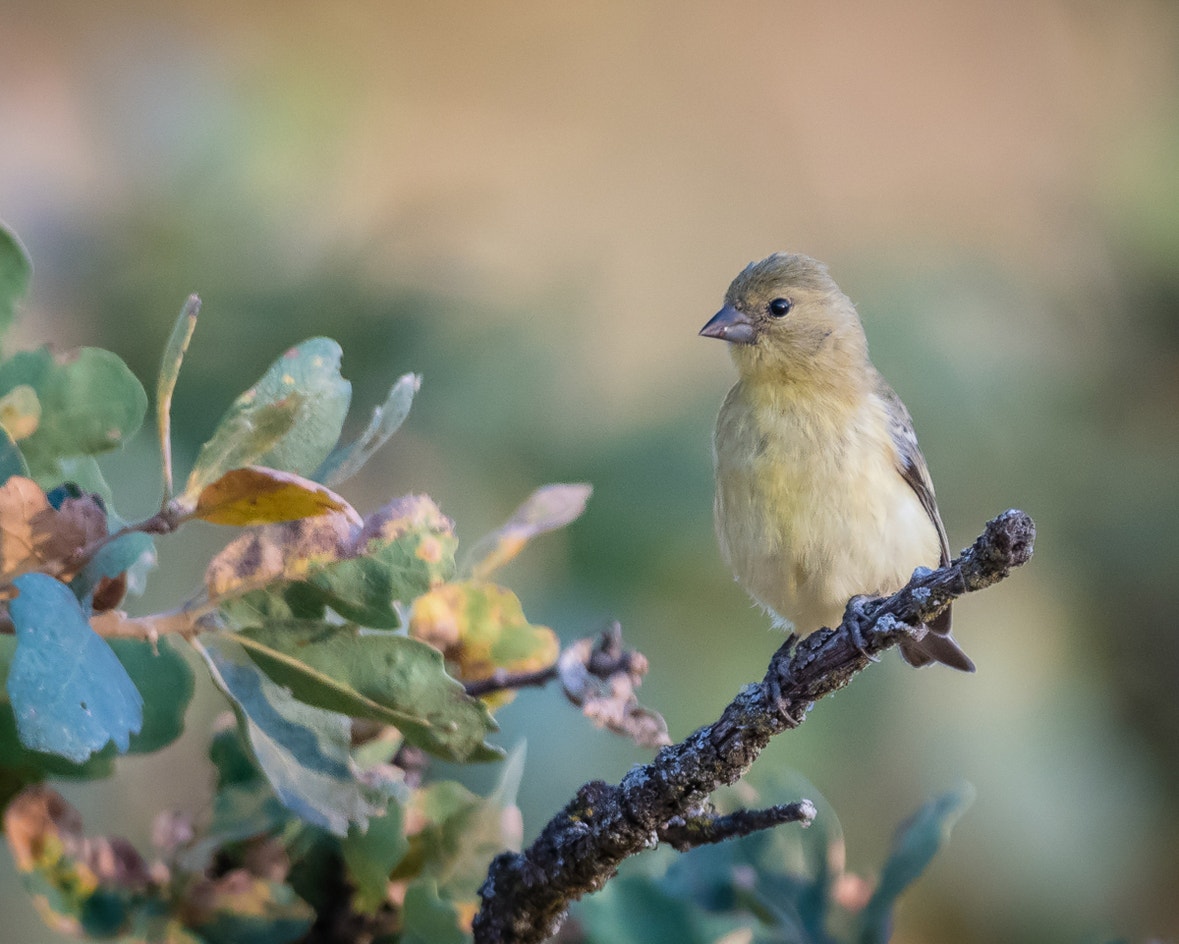 Lesser Goldfinch | Audubon Field Guide