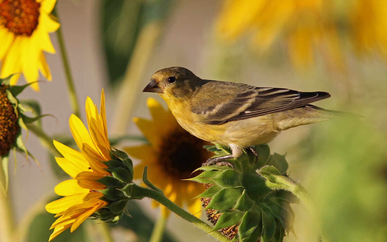 Lesser Goldfinch | Audubon Field Guide