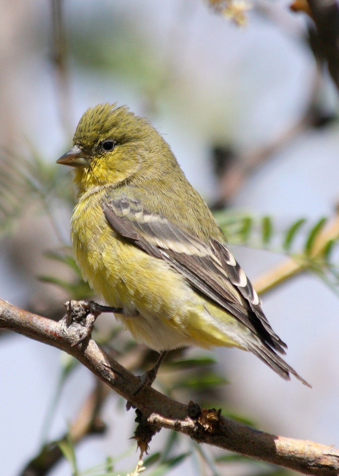 Lesser Goldfinch | Audubon Field Guide