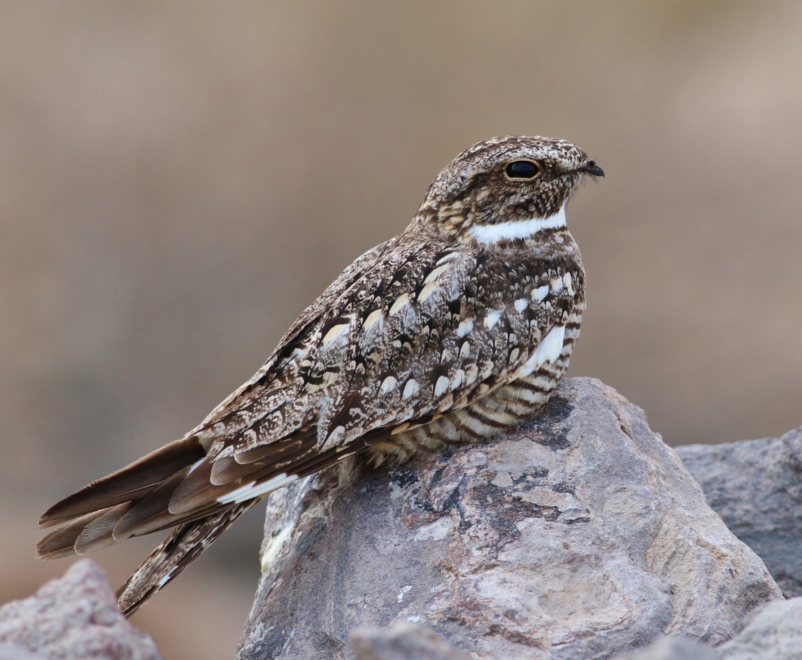 Lesser Nighthawk Ebird Lesser Nighthawk | Audubon Field Guide