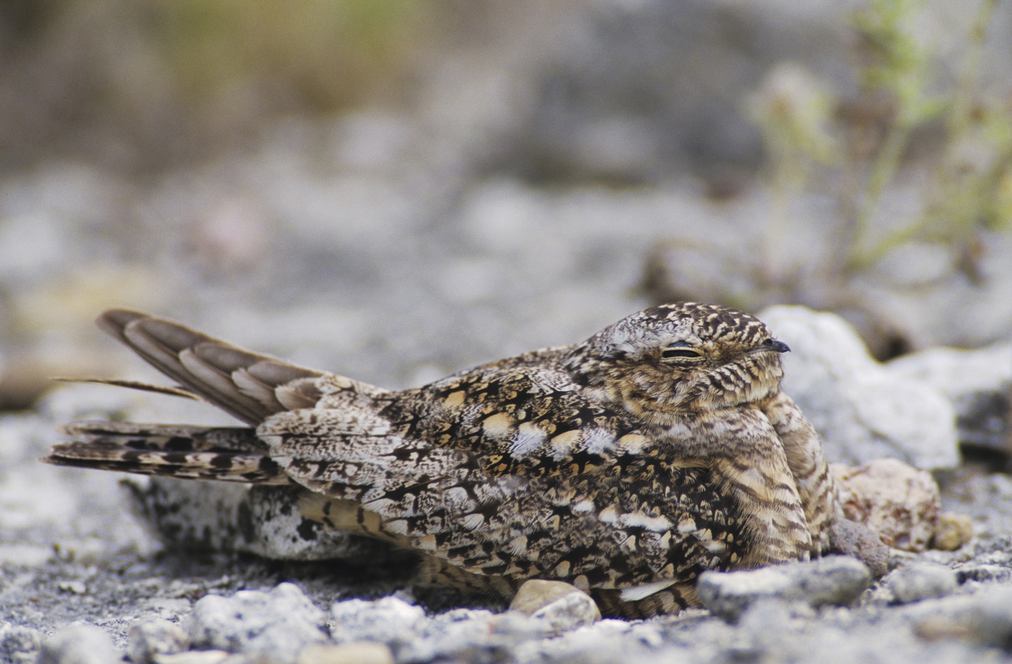 Lesser Nighthawk Ebird Lesser Nighthawk | Audubon Field Guide