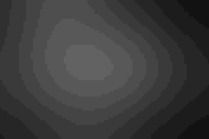 Breeding adult male. Photo: Skip Russell/Flickr (CC BY-NC-ND 2.0)