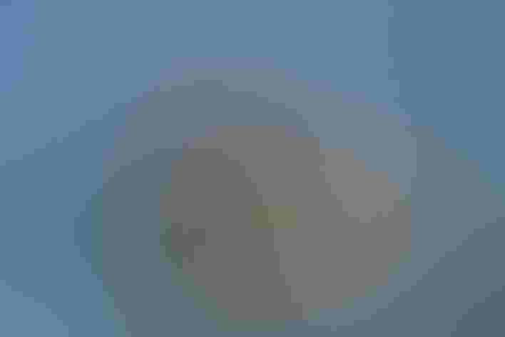 Adult female. Photo: Brian Kushner