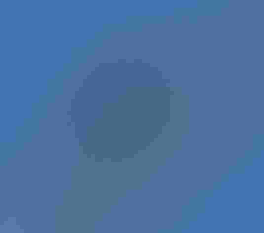 Adult. Photo: Tom Benson/Flickr (CC BY-NC-ND-2.0)