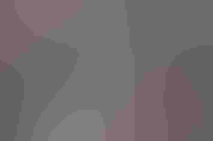 Juvenile. Photo: Mike's Birds/Flickr (CC BY-SA-2.0)