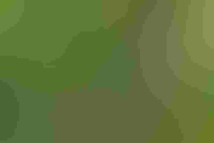 Adult. Photo: Kelly Colgan Azar/Flickr (CC BY-ND-2.0)