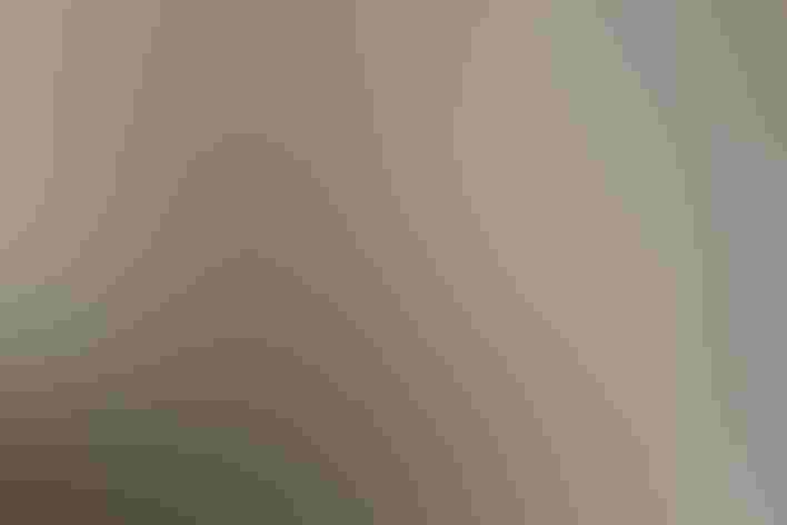 Adult. Photo: Kelly Colgan Azar/Flickr (CC BY-ND-2.0)