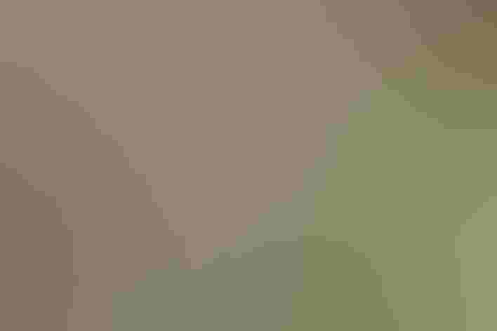 Adult. Photo: Kelly Colgan Azar/Flickr (CC BY-ND-2.0)