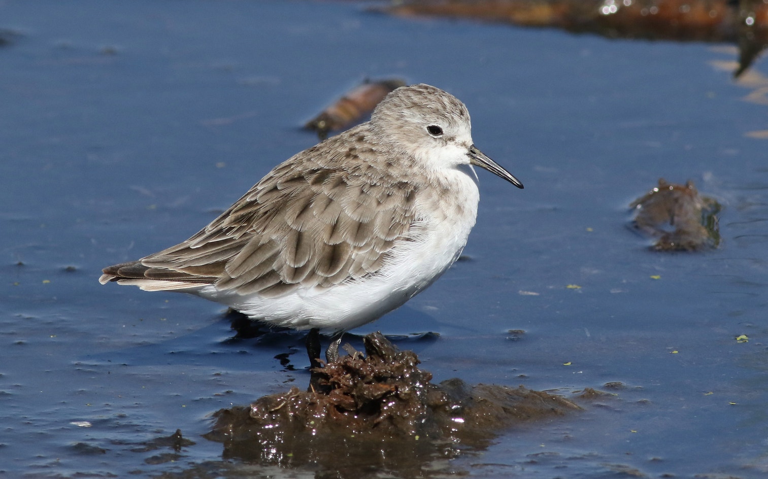Little Stint | Audubon Field Guide