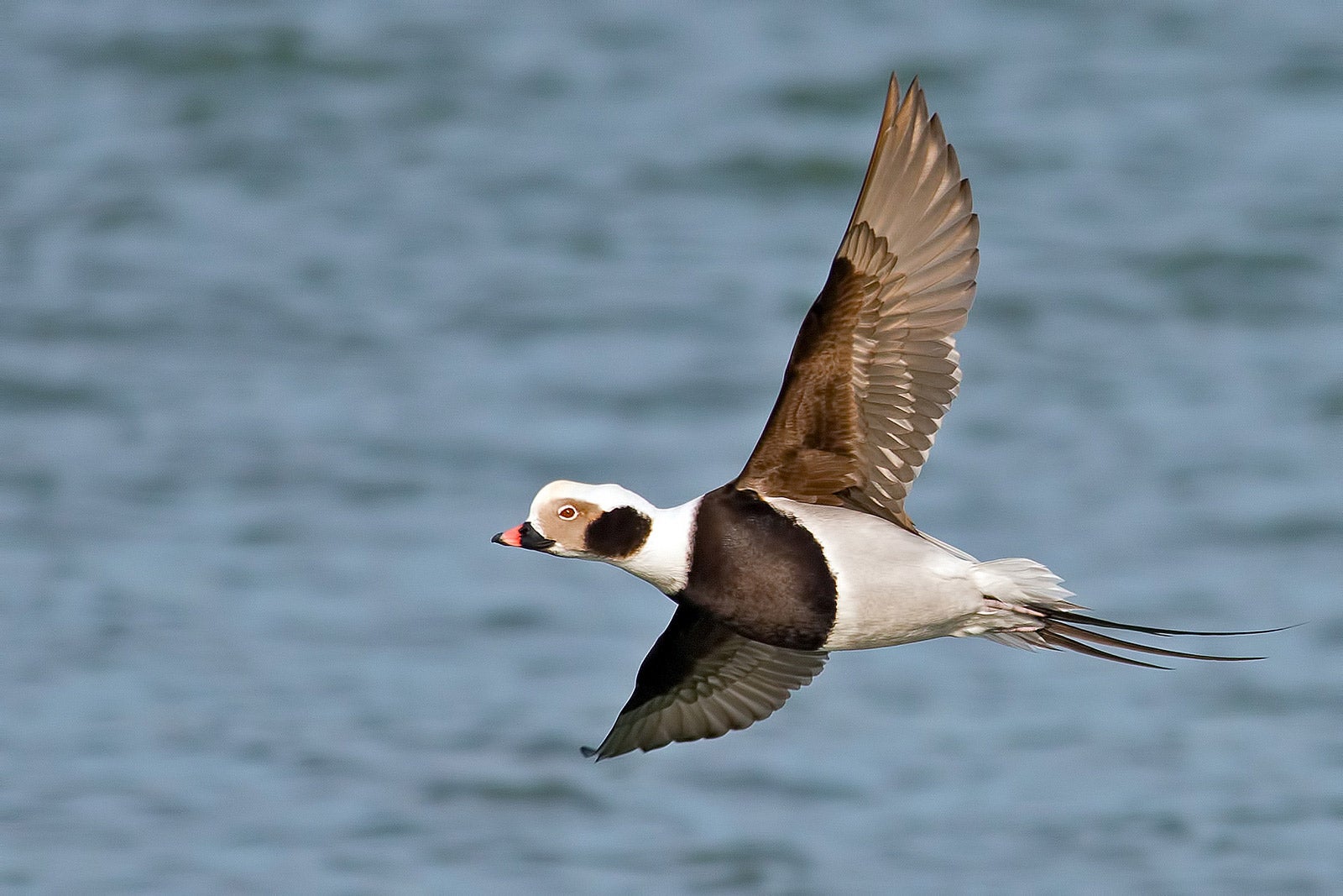 Longtailed Duck Audubon Field Guide