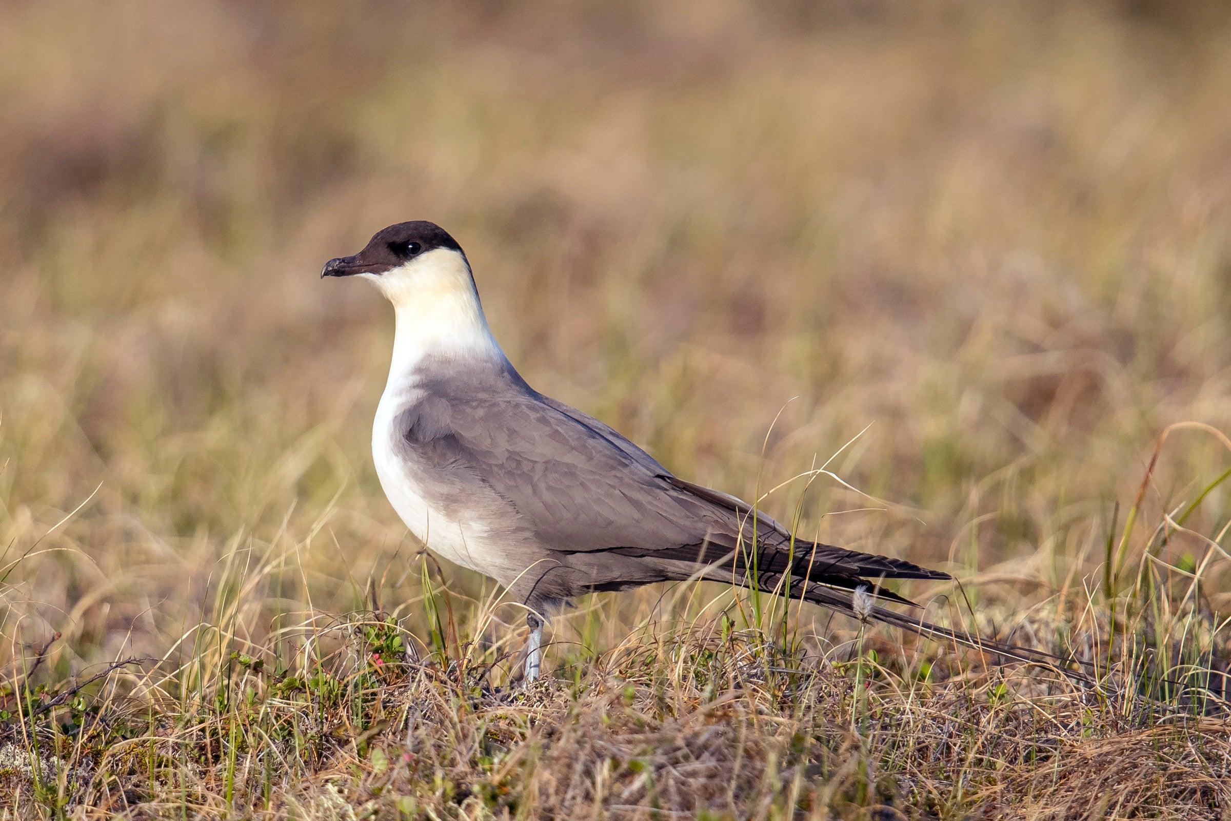 Long-tailed Jaeger | Audubon Field Guide