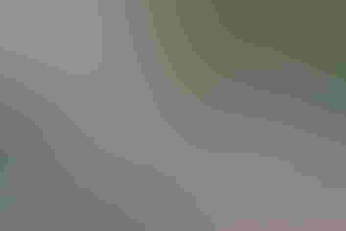 Adult male. Photo: Mike Charest