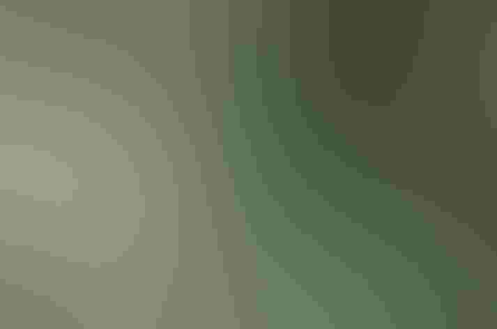 Adult male. Photo: Mike Charest