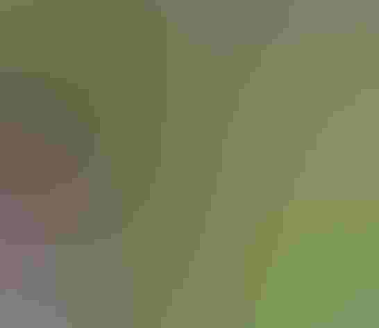 Adult female. Photo: Ian Maton/Shutterstock