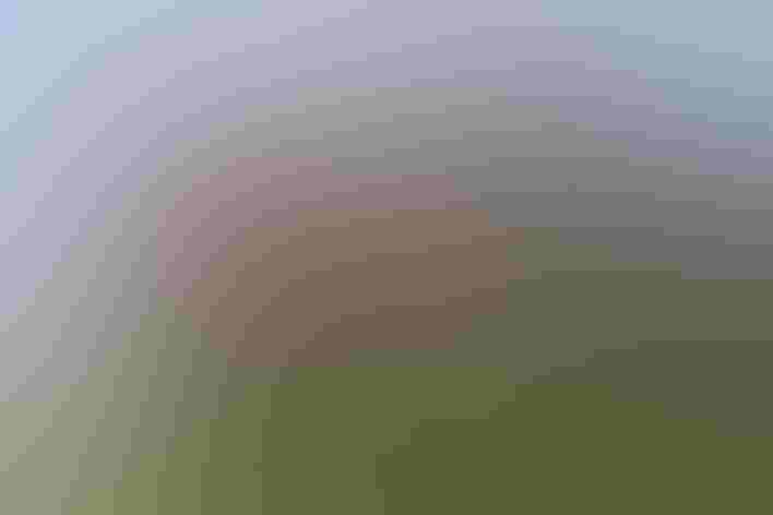 Adult males. Photo: Mark Vance/Flickr (CC BY-NC 2.0)