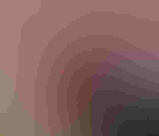 Adult male. Photo: Andy Morffew/Flickr (CC BY 2.0)