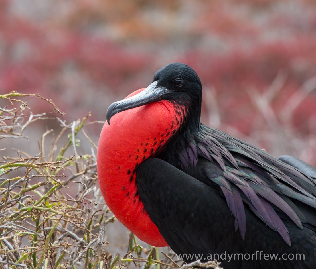 Frigate Bird Rio Magnificent Frigatebird | Audubon Field Guide