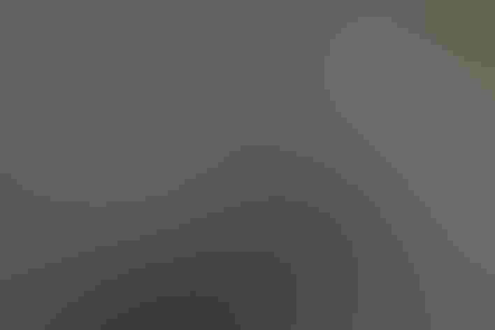 Adult female. Photo: Brian Gratwicke/Flickr (CC BY 2.0)