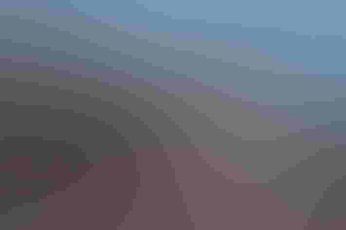 Juveniles and nestling. Photo: Mark Yokoyama/Flickr (CC BY-NC-ND 2.0)