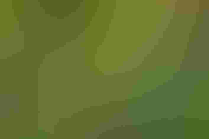 Immature. Photo: Kelly Colgan Azar/Flickr (CC BY-ND-2.0)