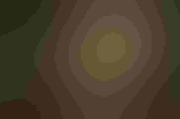 Immature. Photo: Kelly Colgan Azar/Flickr (CC BY-ND-2.0)